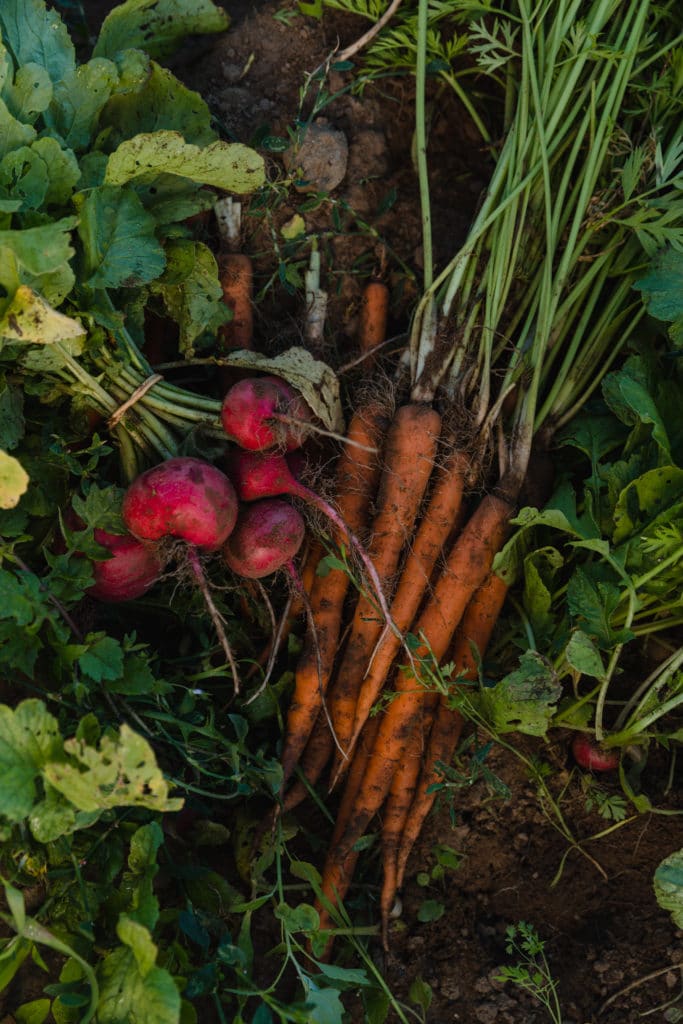 carrots-and-radish-fresh